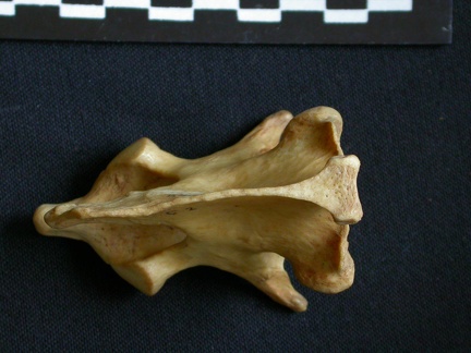 Axis (13718 visitas) Hyaena hyaena - AdultoColección : Departamento d'Osteología del Museo Nacional de Kenia, Nairobi (... Axis