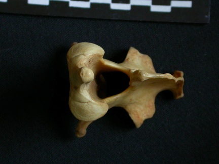 Axis (13797 visitas) Hyaena hyaena - AdultoColección : Departamento d'Osteología del Museo Nacional de Kenia, Nairobi (... Axis