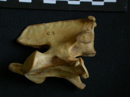 Axis (14413 visitas) Hyaena hyaena - AdultoColección : Departamento d'Osteología del Museo Nacional de Kenia, Nairobi (... Axis