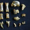 Carpe et phalanges (119581 visites) Hyaena hyaena - Adulte - Éléments droitsCollection : Département d'Ostéologie du Musée National... Carpe et phalanges