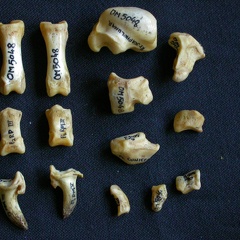 Carpe et phalanges (119565 visites) Hyaena hyaena - Adulte - Éléments droitsCollection : Département d'Ostéologie du Musée National... Carpe et phalanges