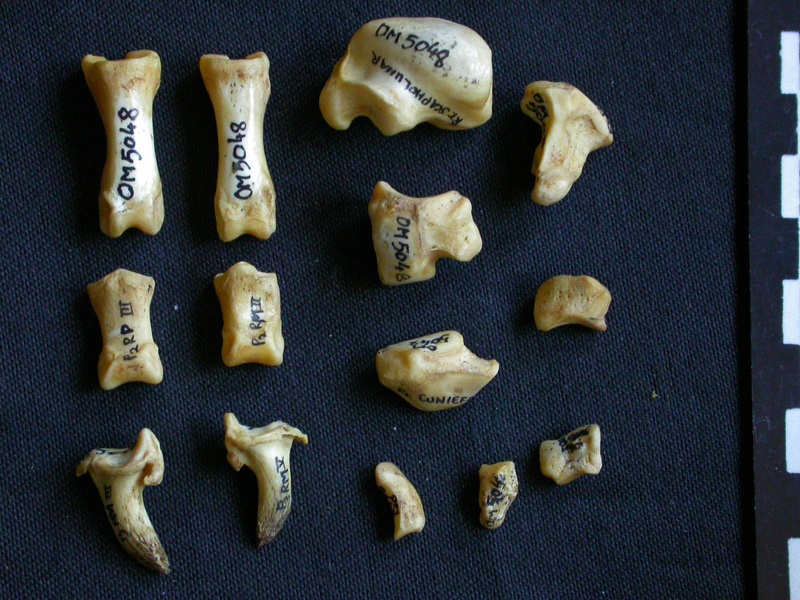 Carpe et phalanges (119565 visites) Hyaena hyaena - Adulte - Éléments droitsCollection : Département d'Ostéologie du Musée National... Carpe et phalanges