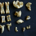 Carpe et phalanges (112296 visites) Hyaena hyaena - Adulte - Éléments droitsCollection : Département d'Ostéologie du Musée National... Carpe et phalanges
