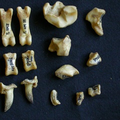 Carpe et phalanges (112269 visites) Hyaena hyaena - Adulte - Éléments droitsCollection : Département d'Ostéologie du Musée National... Carpe et phalanges