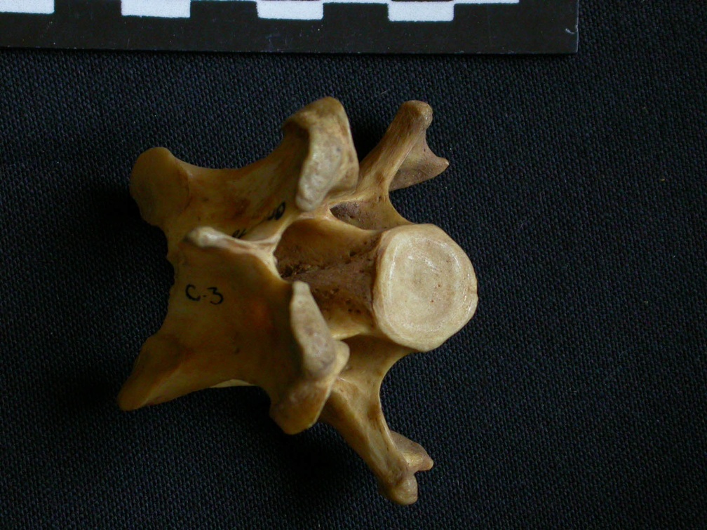 Vertèbre cervicale (12069 visites) Hyaena hyaena - AdulteCollection : Département d'Ostéologie du Musée National du Kenya, Nairobi (... Vertèbre cervicale