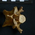 Vertèbre cervicale (12072 visites) Hyaena hyaena - AdulteCollection : Département d'Ostéologie du Musée National du Kenya, Nairobi (... Vertèbre cervicale