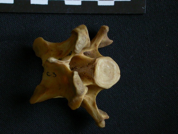 Vertèbre cervicale (12191 visites) Hyaena hyaena - AdulteCollection : Département d'Ostéologie du Musée National du Kenya, Nairobi (... Vertèbre cervicale