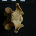 Vertèbre cervicale (11851 visites) Hyaena hyaena - AdulteCollection : Département d'Ostéologie du Musée National du Kenya, Nairobi (... Vertèbre cervicale