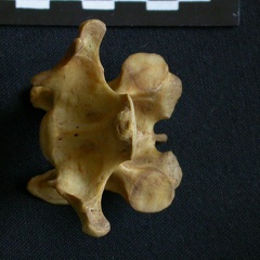 Vertèbre cervicale (10720 visites) Hyaena hyaena - AdulteCollection : Département d'Ostéologie du Musée National du Kenya, Nairobi (... Vertèbre cervicale