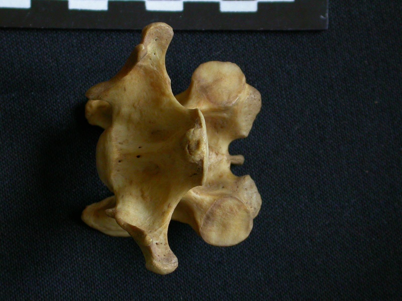 Vertèbre cervicale (10726 visites) Hyaena hyaena - AdulteCollection : Département d'Ostéologie du Musée National du Kenya, Nairobi (... Vertèbre cervicale