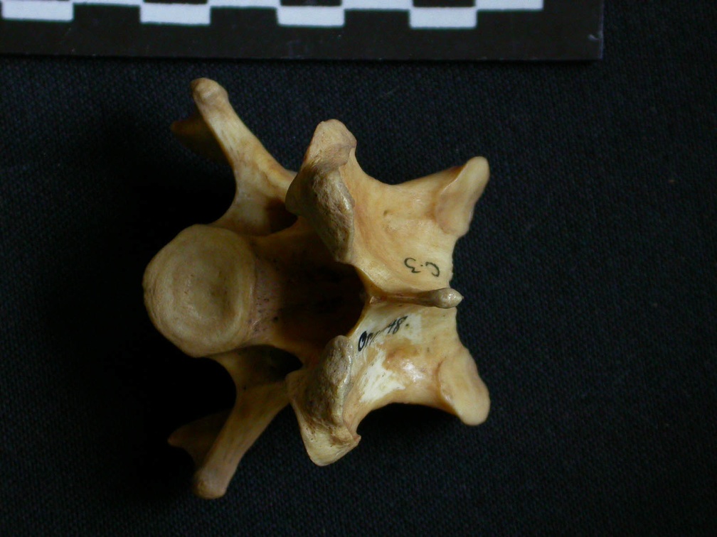Vertèbre cervicale (10438 visites) Hyaena hyaena - AdulteCollection : Département d'Ostéologie du Musée National du Kenya, Nairobi (... Vertèbre cervicale