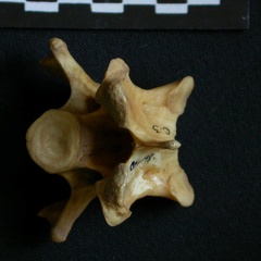 Vertèbre cervicale (10440 visites) Hyaena hyaena - AdulteCollection : Département d'Ostéologie du Musée National du Kenya, Nairobi (... Vertèbre cervicale