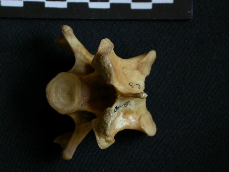 Vertèbre cervicale (10446 visites) Hyaena hyaena - AdulteCollection : Département d'Ostéologie du Musée National du Kenya, Nairobi (... Vertèbre cervicale