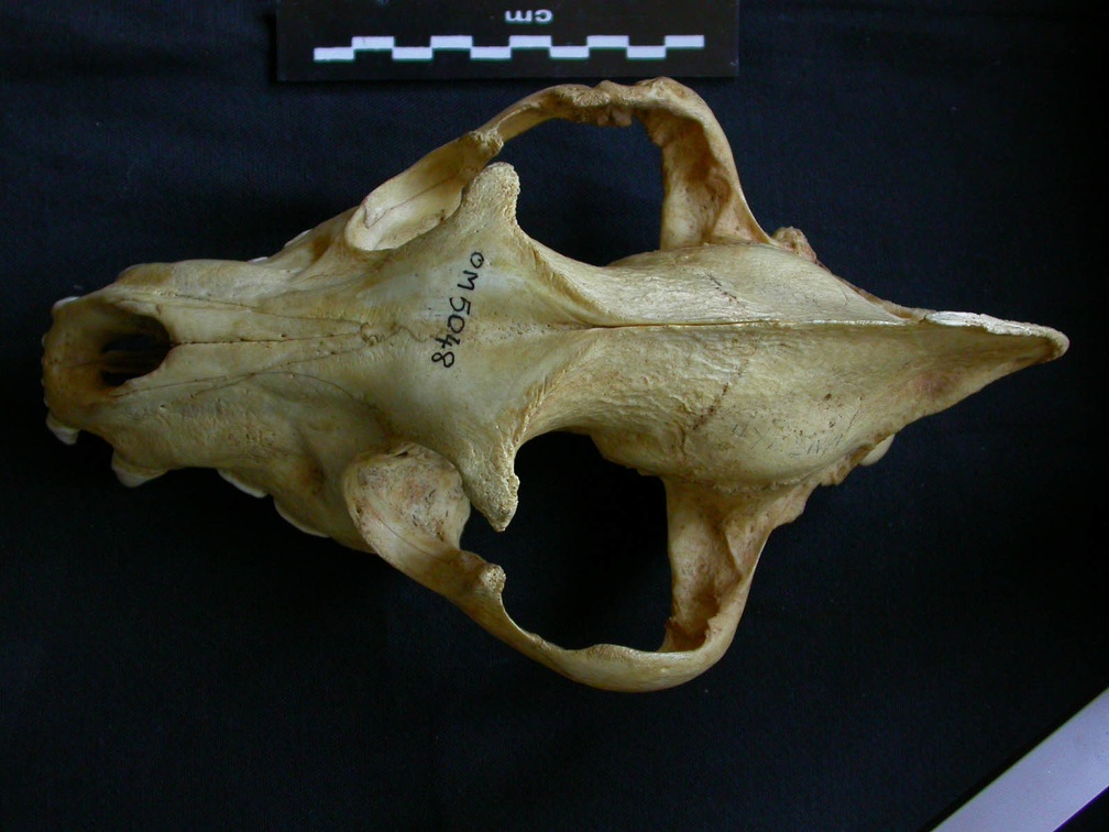 Crâne : vue frontale (8723 visites) Hyaena hyaena - AdulteCollection : Département d'Ostéologie du Musée National du Kenya, Nairobi (... Crâne : vue frontale