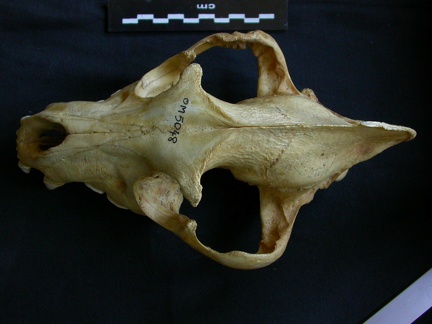 Crâne : vue frontale (8713 visites) Hyaena hyaena - AdulteCollection : Département d'Ostéologie du Musée National du Kenya, Nairobi (... Crâne : vue frontale