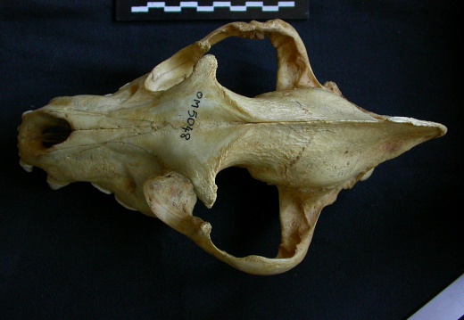 Crâne : vue frontale (8706 visites) Hyaena hyaena - AdulteCollection : Département d'Ostéologie du Musée National du Kenya, Nairobi (... Crâne : vue frontale