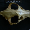 Crâne : vue frontale (8679 visites) Hyaena hyaena - AdulteCollection : Département d'Ostéologie du Musée National du Kenya, Nairobi (... Crâne : vue frontale