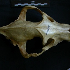 Crâne : vue frontale (8636 visites) Hyaena hyaena - AdulteCollection : Département d'Ostéologie du Musée National du Kenya, Nairobi (... Crâne : vue frontale