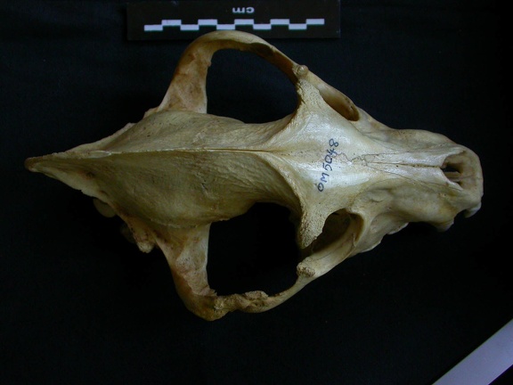 Crâne : vue frontale (8682 visites) Hyaena hyaena - AdulteCollection : Département d'Ostéologie du Musée National du Kenya, Nairobi (... Crâne : vue frontale
