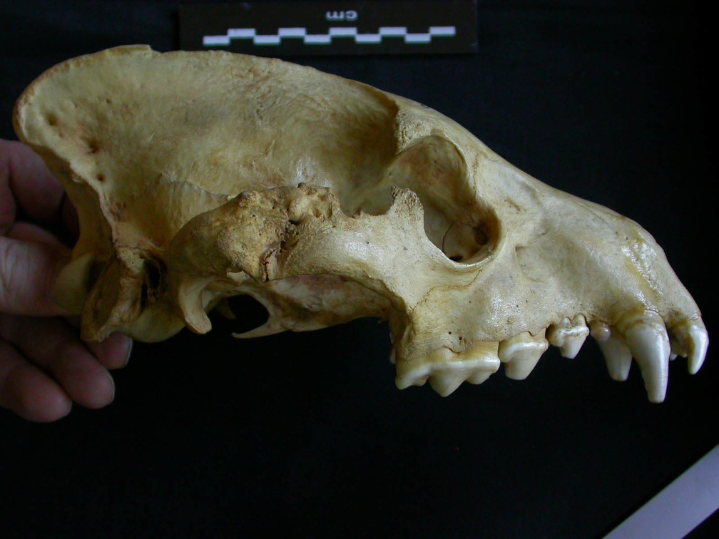 Crâne : vue latérale droite (8157 visites) Hyaena hyaena - AdulteCollection : Département d'Ostéologie du Musée National du Kenya, Nairobi (... Crâne : vue latérale droite
