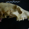 Crâne : vue latérale droite (8162 visites) Hyaena hyaena - AdulteCollection : Département d'Ostéologie du Musée National du Kenya, Nairobi (... Crâne : vue latérale droite
