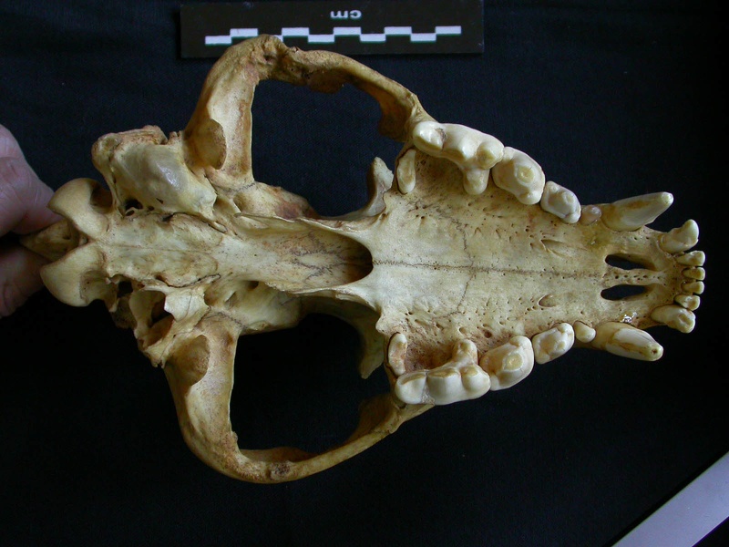 Crâne : vue ventrale (7799 visites) Hyaena hyaena - AdulteCollection : Département d'Ostéologie du Musée National du Kenya, Nairobi (... Crâne : vue ventrale