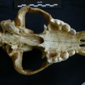 Hh-cr4.jpg