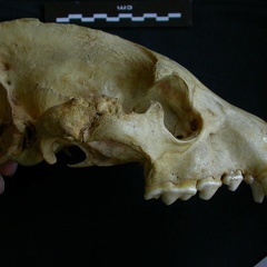 Crâne : vue latérale droite (7545 visites) Hyaena hyaena - AdulteCollection : Département d'Ostéologie du Musée National du Kenya, Nairobi (... Crâne : vue latérale droite