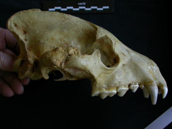Crâne : vue latérale droite (7533 visites) Hyaena hyaena - AdulteCollection : Département d'Ostéologie du Musée National du Kenya, Nairobi (... Crâne : vue latérale droite