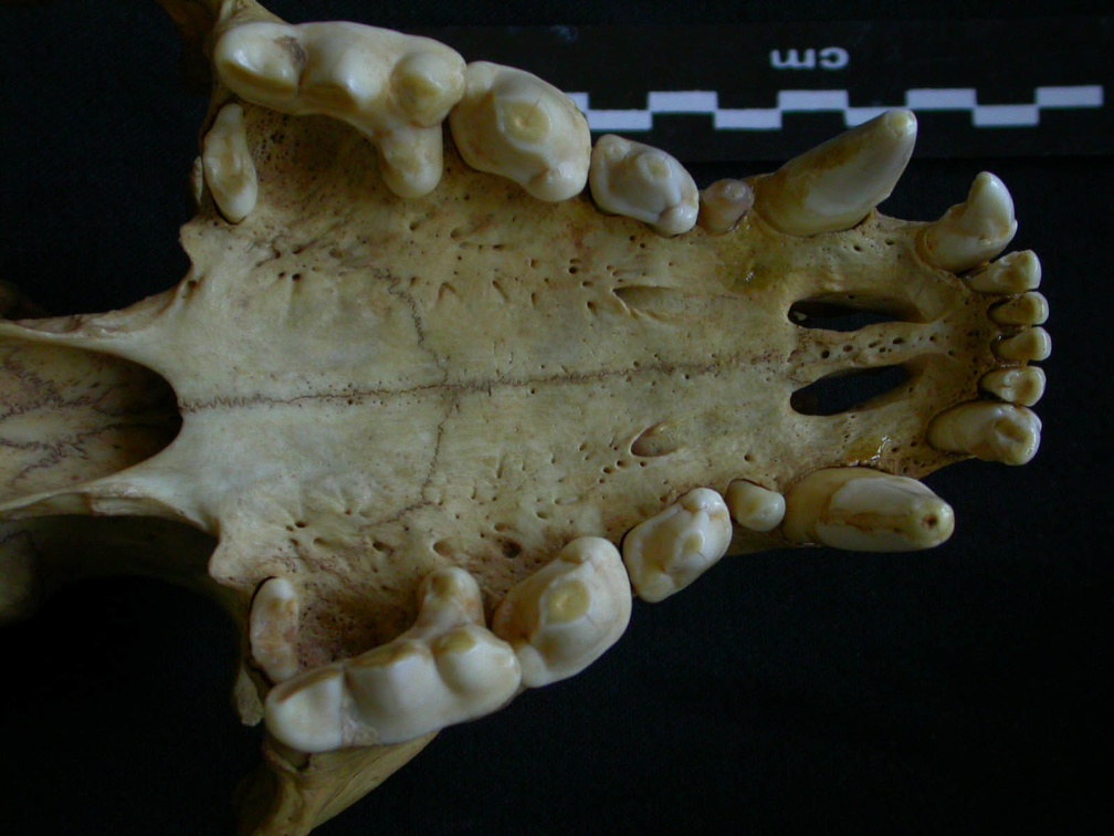 Crâne : vue ventrale (7056 visites) Hyaena hyaena - AdulteCollection : Département d'Ostéologie du Musée National du Kenya, Nairobi (... Crâne : vue ventrale
