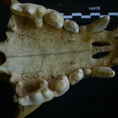 Crâne : vue ventrale (7073 visites) Hyaena hyaena - AdulteCollection : Département d'Ostéologie du Musée National du Kenya, Nairobi (... Crâne : vue ventrale