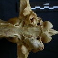 Crâne : vue ventrale (7331 visites) Hyaena hyaena - AdulteCollection : Département d'Ostéologie du Musée National du Kenya, Nairobi (... Crâne : vue ventrale