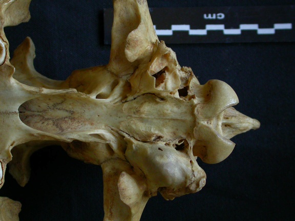 Skull: ventral sight (7387 visits) Hyaena hyaena - AdultCollection: Department d'Osteology of National Museum of Kenya, Nairobi (Id:OM5... Skull: ventral sight
