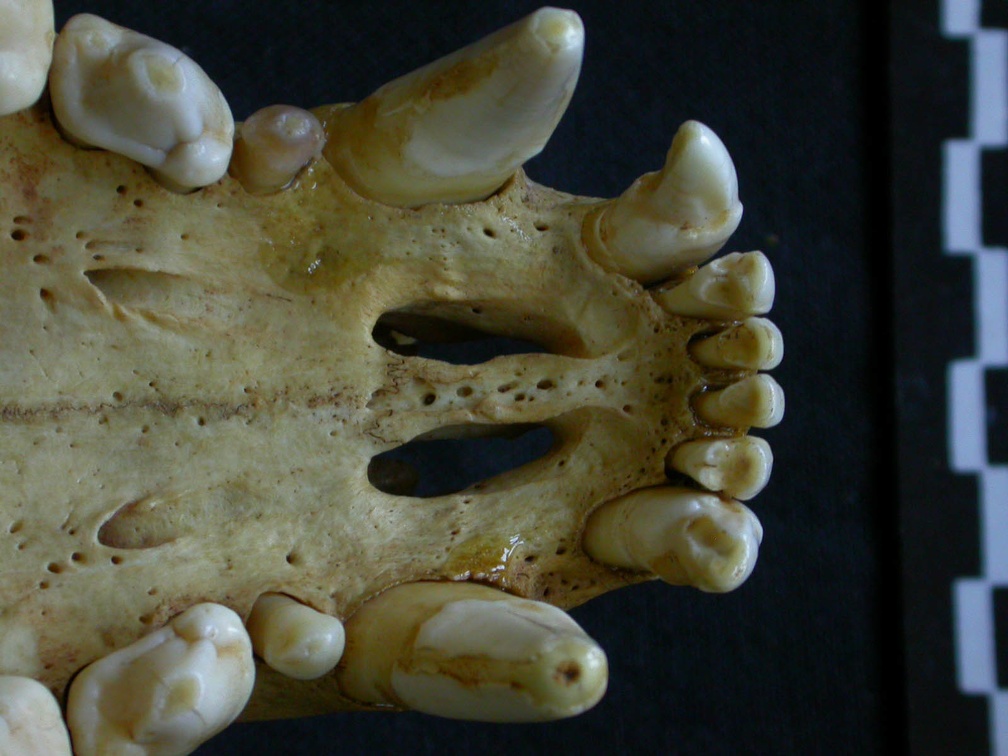 Crâne : os incisif (7586 visites) Hyaena hyaena - AdulteCollection : Département d'Ostéologie du Musée National du Kenya, Nairobi (... Crâne : os incisif