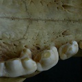 Dentition supérieure (7624 visites) Hyaena hyaena - AdulteCollection : Département d'Ostéologie du Musée National du Kenya, Nairobi (... Dentition supérieure