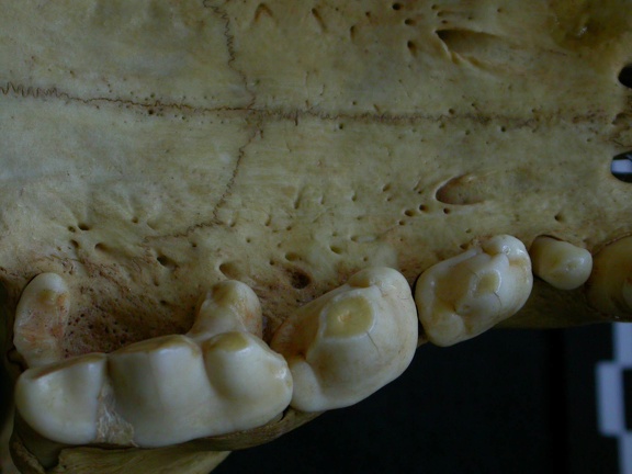 Dentition supérieure (7607 visites) Hyaena hyaena - AdulteCollection : Département d'Ostéologie du Musée National du Kenya, Nairobi (... Dentition supérieure