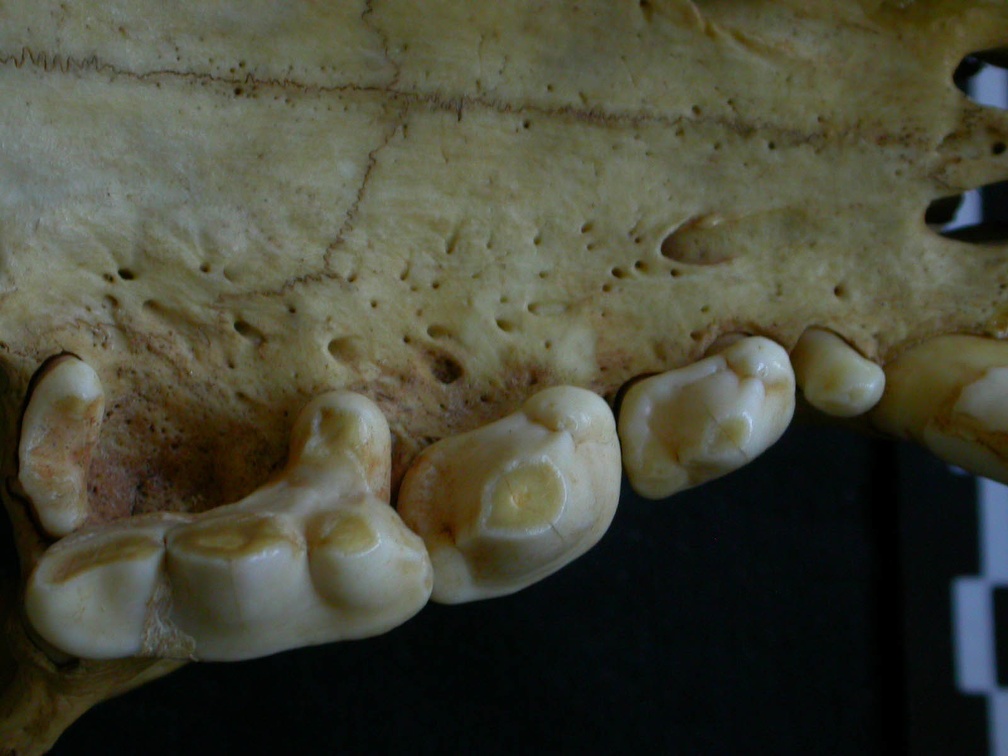 Dentición superior (7306 visitas) Hyaena hyaena - AdultoColección : Departamento d'Osteología del Museo Nacional de Kenia, Nairobi (... Dentición superior