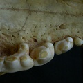 Dentition supérieure (7510 visites) Hyaena hyaena - AdulteCollection : Département d'Ostéologie du Musée National du Kenya, Nairobi (... Dentition supérieure