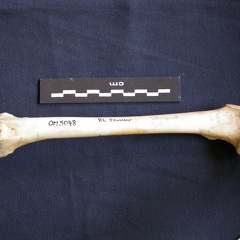 Femur