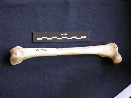 Fémur (7435 visites) Hyaena hyaena - Adulte - Élément droitCollection : Département d'Ostéologie du Musée National d... Fémur