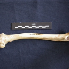 Fémur (7386 visites) Hyaena hyaena - Adulte - Élément droitCollection : Département d'Ostéologie du Musée National d... Fémur