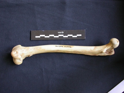 Fémur (7384 visites) Hyaena hyaena - Adulte - Élément droitCollection : Département d'Ostéologie du Musée National d... Fémur