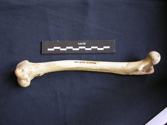 Fémur (7347 visites) Hyaena hyaena - Adulte - Élément droitCollection : Département d'Ostéologie du Musée National d... Fémur