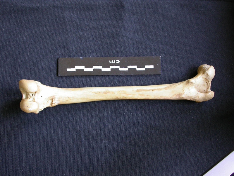 Fémur (7403 visites) Hyaena hyaena - Adulte - Élément droitCollection : Département d'Ostéologie du Musée National d... Fémur