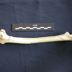 Fémur (7218 visites) Hyaena hyaena - Adulte - Élément droitCollection : Département d'Ostéologie du Musée National d... Fémur