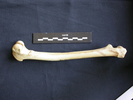 Fémur (7194 visites) Hyaena hyaena - Adulte - Élément droitCollection : Département d'Ostéologie du Musée National d... Fémur