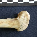 Fémur : parte distal (7429 visitas) Hyaena hyaena - Adulto - Elemento derechoColección : Departamento d'Osteología del Museo Nacional ... Fémur : parte distal