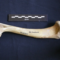 Humérus (6911 visites) Hyaena hyaena - Adulte - Élément droitCollection : Département d'Ostéologie du Musée National d... Humérus
