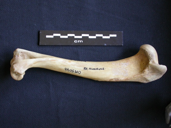 Humérus (6910 visites) Hyaena hyaena - Adulte - Élément droitCollection : Département d'Ostéologie du Musée National d... Humérus