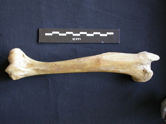 Humérus (6949 visites) Hyaena hyaena - Adulte - Élément droitCollection : Département d'Ostéologie du Musée National d... Humérus